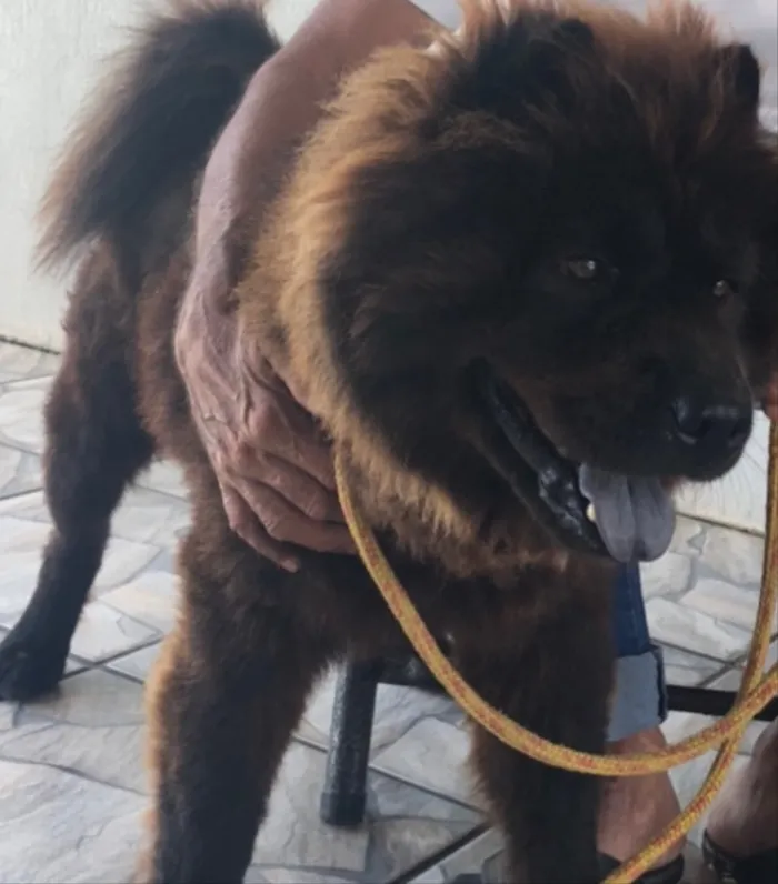 Cachorro ra a Chow chow idade 3 anos nome Neguinho