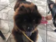 Neguinho
