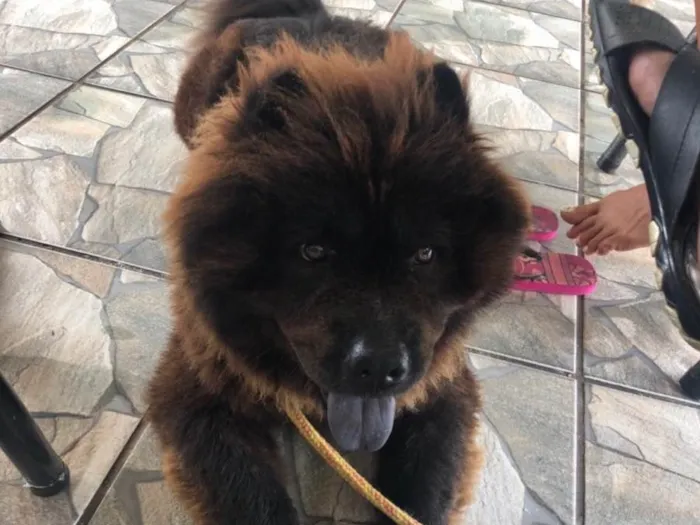 Cachorro ra a Chow chow idade 3 anos nome Neguinho