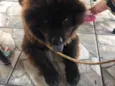 Neguinho