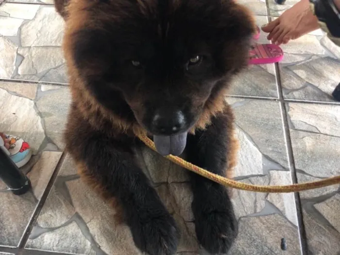Cachorro ra a Chow chow idade 3 anos nome Neguinho