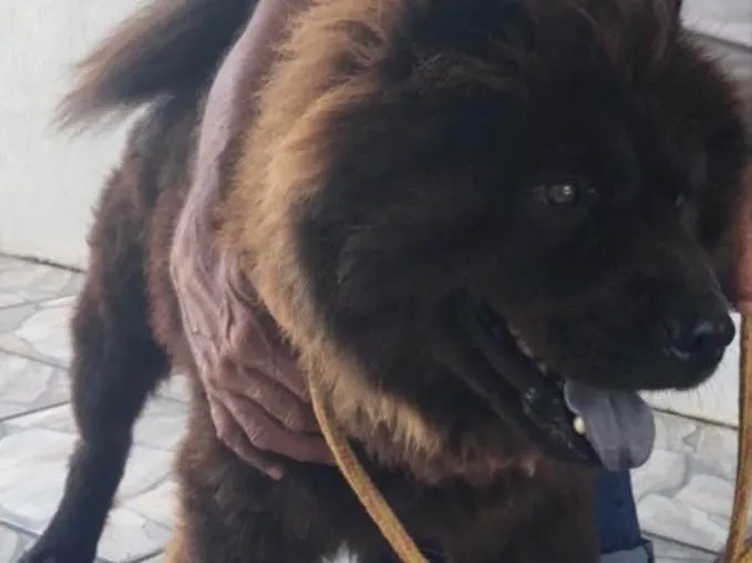 Cachorro ra a Chow chow idade 3 anos nome Neguinho