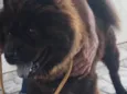 Neguinho