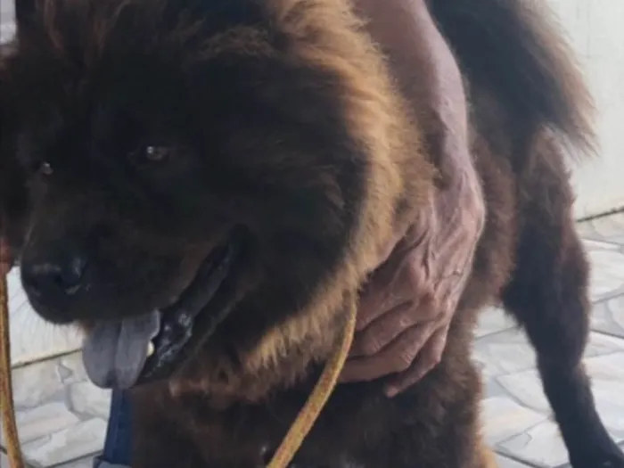 Cachorro ra a Chow chow idade 3 anos nome Neguinho
