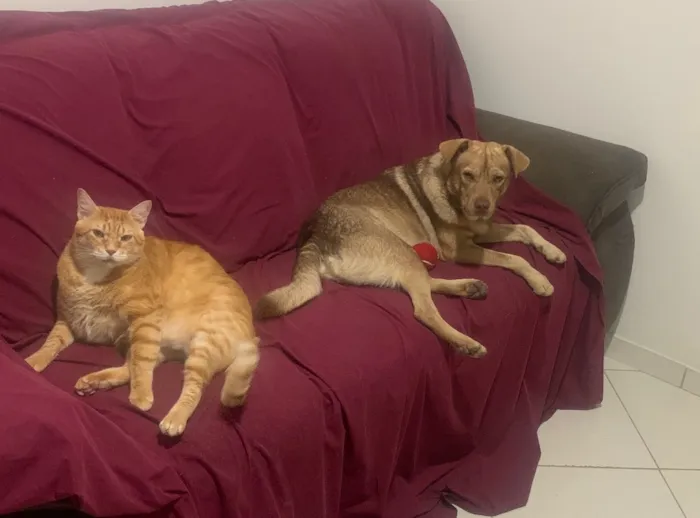 Cachorro ra a Vira latas  idade 3 anos nome Joaquim 