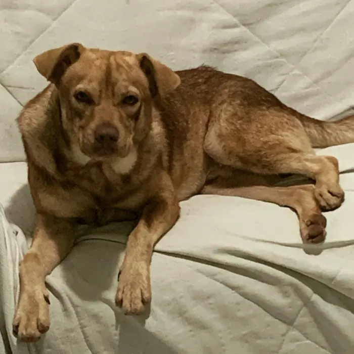 Cachorro ra a Vira latas  idade 3 anos nome Joaquim 