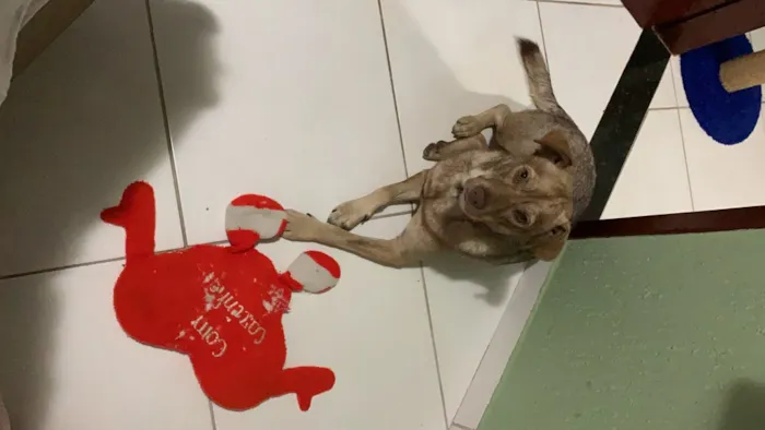 Cachorro ra a Vira latas  idade 3 anos nome Joaquim 