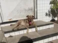 Joaquim 