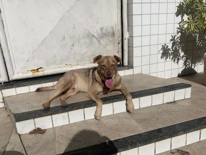 Cachorro ra a Vira latas  idade 3 anos nome Joaquim 