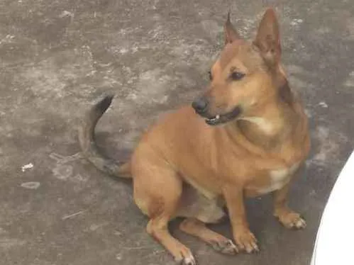 Cachorro ra a SRD  idade 3 anos nome Binho