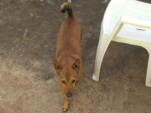 Cachorro ra a SRD  idade 3 anos nome Binho