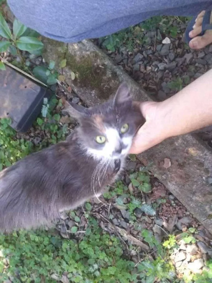 Gato ra a Srd idade 7 a 11 meses nome Totoro