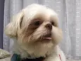 Toby