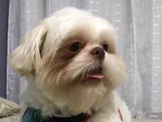 Cachorro ra a Shiytz  idade 2 anos nome Toby