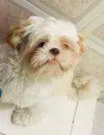 Toby
