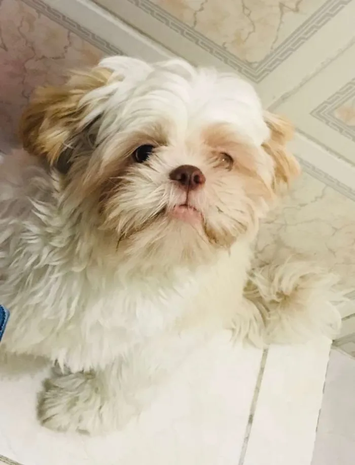 Cachorro ra a Shiytz  idade 2 anos nome Toby