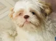 Toby