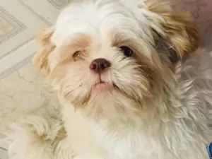 Cachorro raça Shiytz  idade 2 anos nome Toby