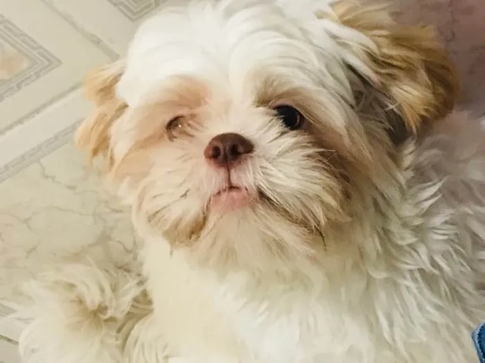 Cachorro ra a Shiytz  idade 2 anos nome Toby