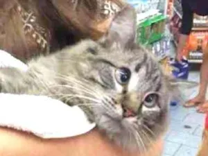 Gato raça x idade  nome Gatinho