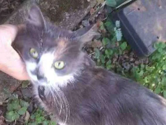 Gato ra a Srd idade 7 a 11 meses nome Totoro