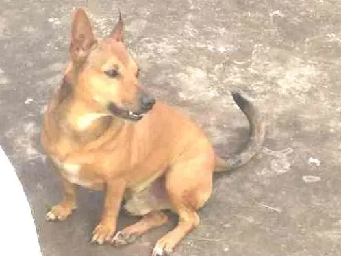Cachorro ra a SRD  idade 3 anos nome Binho
