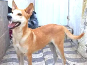 Cachorro raça SRD idade 7 a 11 meses nome loirinha