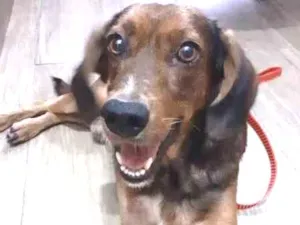 Cachorro raça srd idade 2 anos nome Cafe