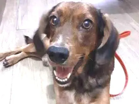 Cachorro ra a srd idade 2 anos nome Cafe