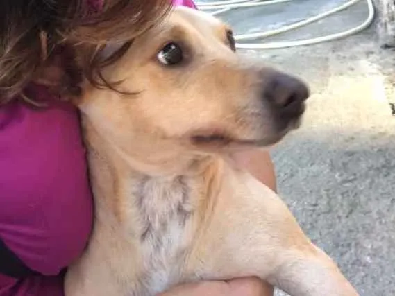 Cachorro ra a SRD idade 1 ano nome Rufito