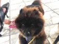 Neguinho