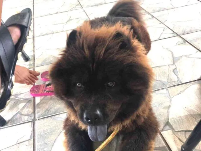 Cachorro ra a Chow chow idade 3 anos nome Neguinho