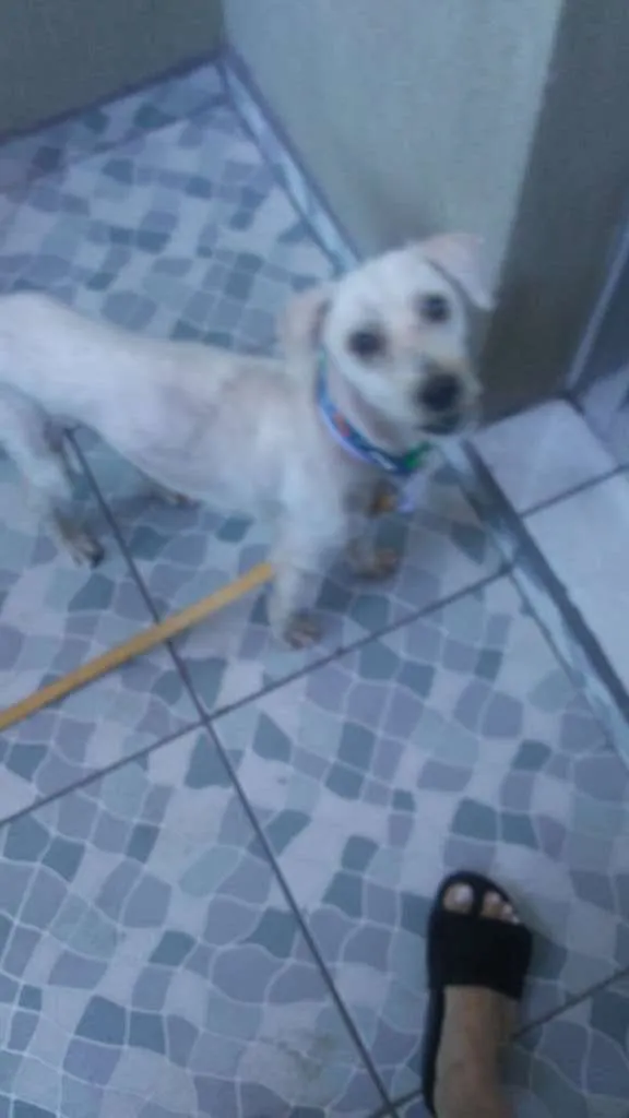 Cachorro ra a Poodle cm vira lata idade 6 ou mais anos nome Pitoco