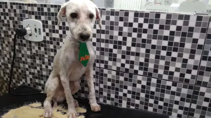 Cachorro ra a Poodle cm vira lata idade 6 ou mais anos nome Pitoco