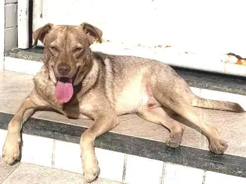 Cachorro ra a Vira latas  idade 3 anos nome Joaquim 