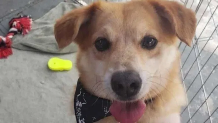 Cachorro raça SRD idade 3 anos nome Joca