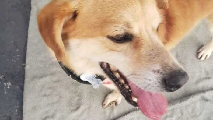 Cachorro raça SRD idade 3 anos nome Joca