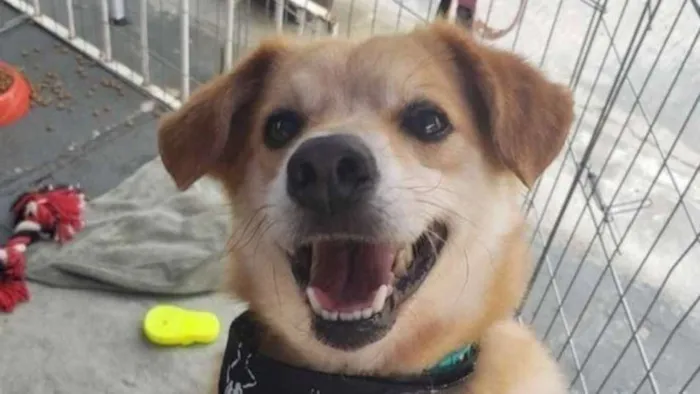 Cachorro raça SRD idade 3 anos nome Joca