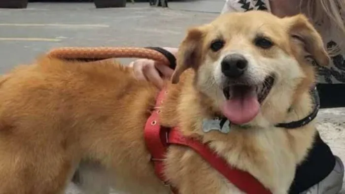 Cachorro raça SRD idade 3 anos nome Joca