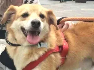 Cachorro raça SRD idade 3 anos nome Joca