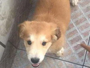 Cachorro raça srd idade  nome Bob