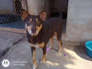Cachorro raça SRD idade 2 anos nome Lobinho
