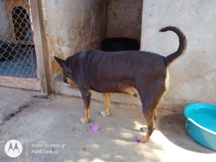 Cachorro raça SRD idade 2 anos nome Lobinho