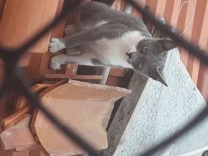 Gato ra a Não sei idade 1 ano nome Menina 