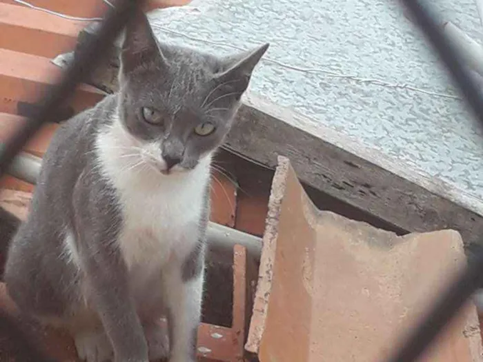 Gato ra a Não sei idade 1 ano nome Menina 