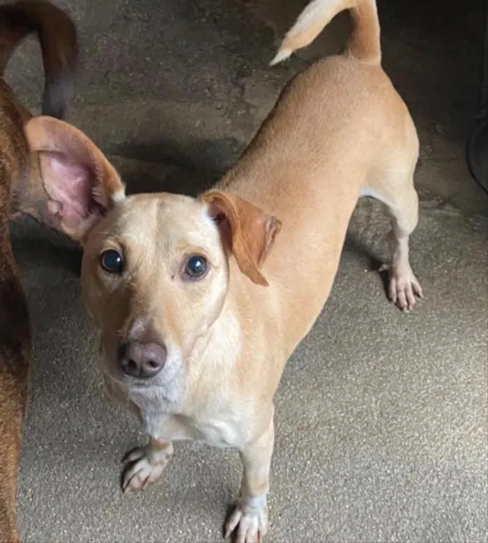 Cachorro ra a SRD idade 1 ano nome Rufito