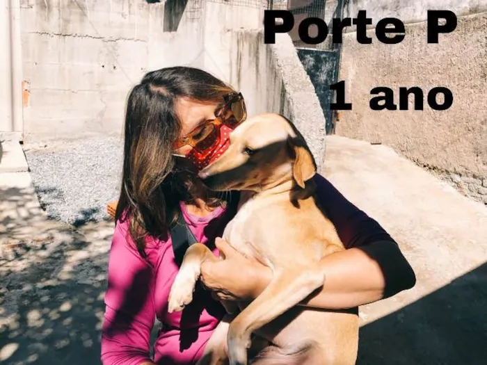Cachorro ra a SRD idade 1 ano nome Rufito