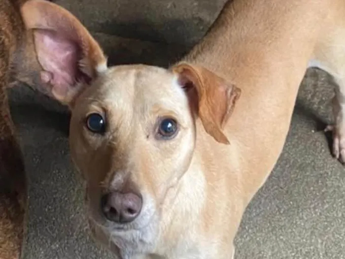 Cachorro ra a SRD idade 1 ano nome Rufito