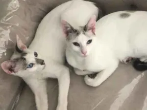 Gato raça Srd idade 1 ano nome Valentina e Catarina