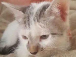 Gato raça SRD idade 2 a 6 meses nome Milo 